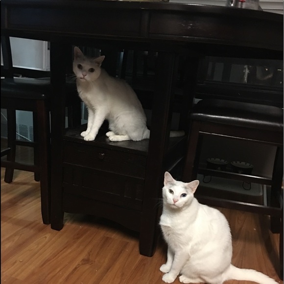 Meet your Posher, Deborah - Picture 7 of 9